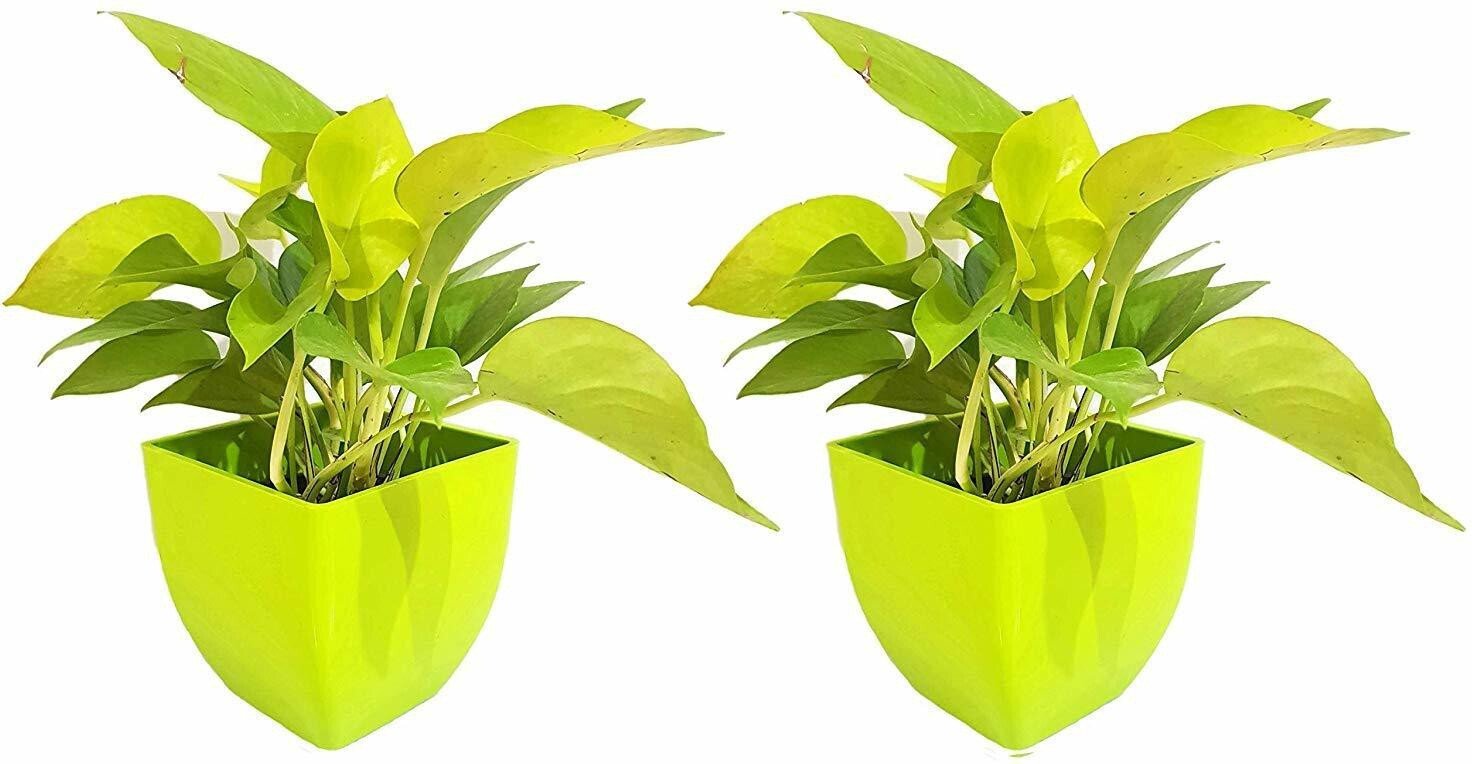 Seeds Air Purifying Good Luck Golden Money Plant - Feng Shui Pothos Plant [Pack of 2 Plants] - My Fashion Sell