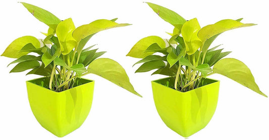 Seeds Air Purifying Good Luck Golden Money Plant - Feng Shui Pothos Plant [Pack of 2 Plants] - My Fashion Sell