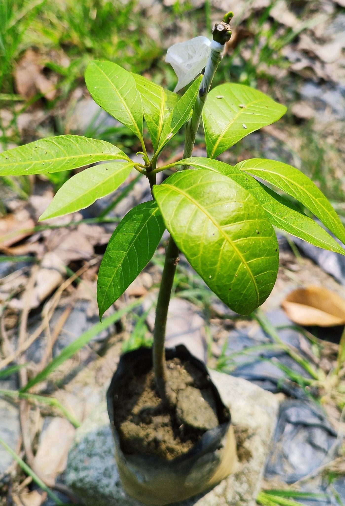 Seeds All Time Grafted Mango Plant - My Fashion Sell