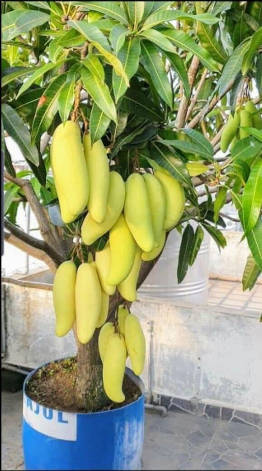 Seeds All Time Grafted Mango Plant - My Fashion Sell