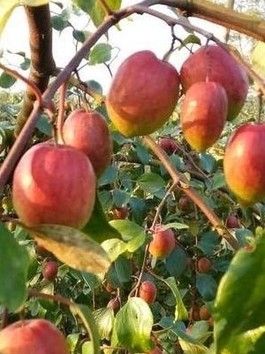 Seeds All Time Red Apple Ber Plant - My Fashion Sell