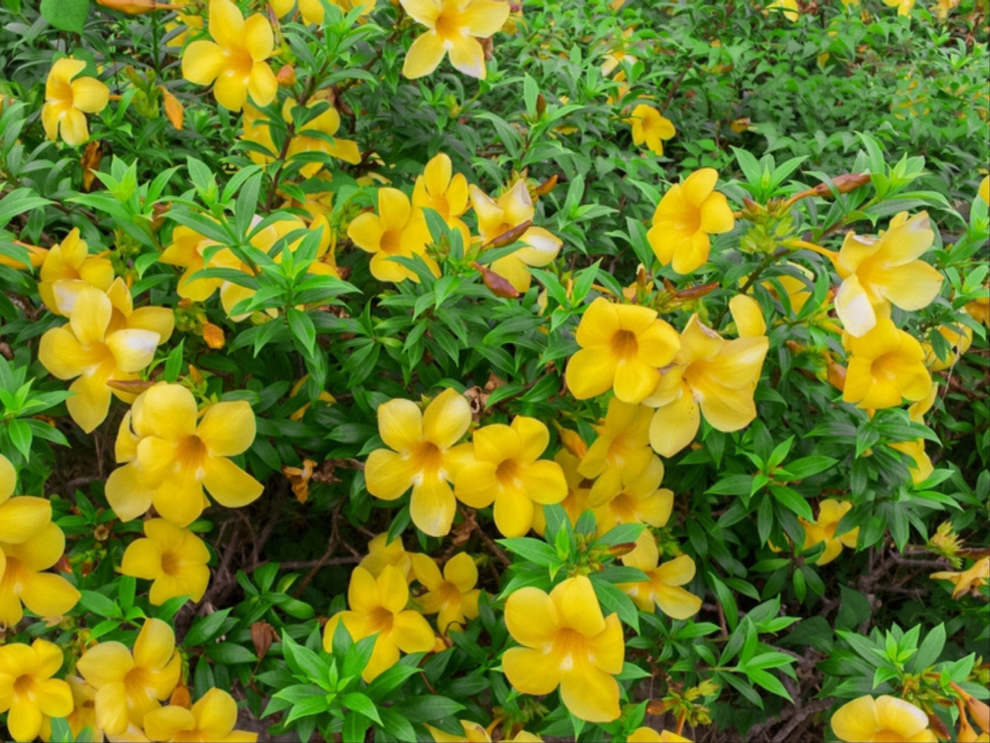 Seeds Allamanda Flower Plant - My Fashion Sell