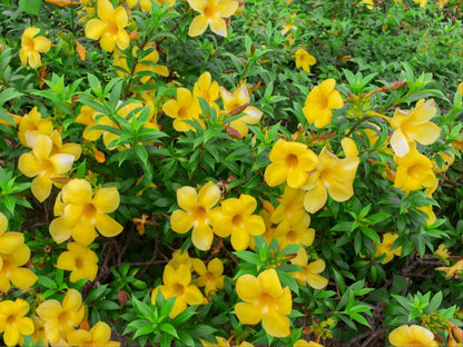 Seeds Allamanda Flower Plant - My Fashion Sell