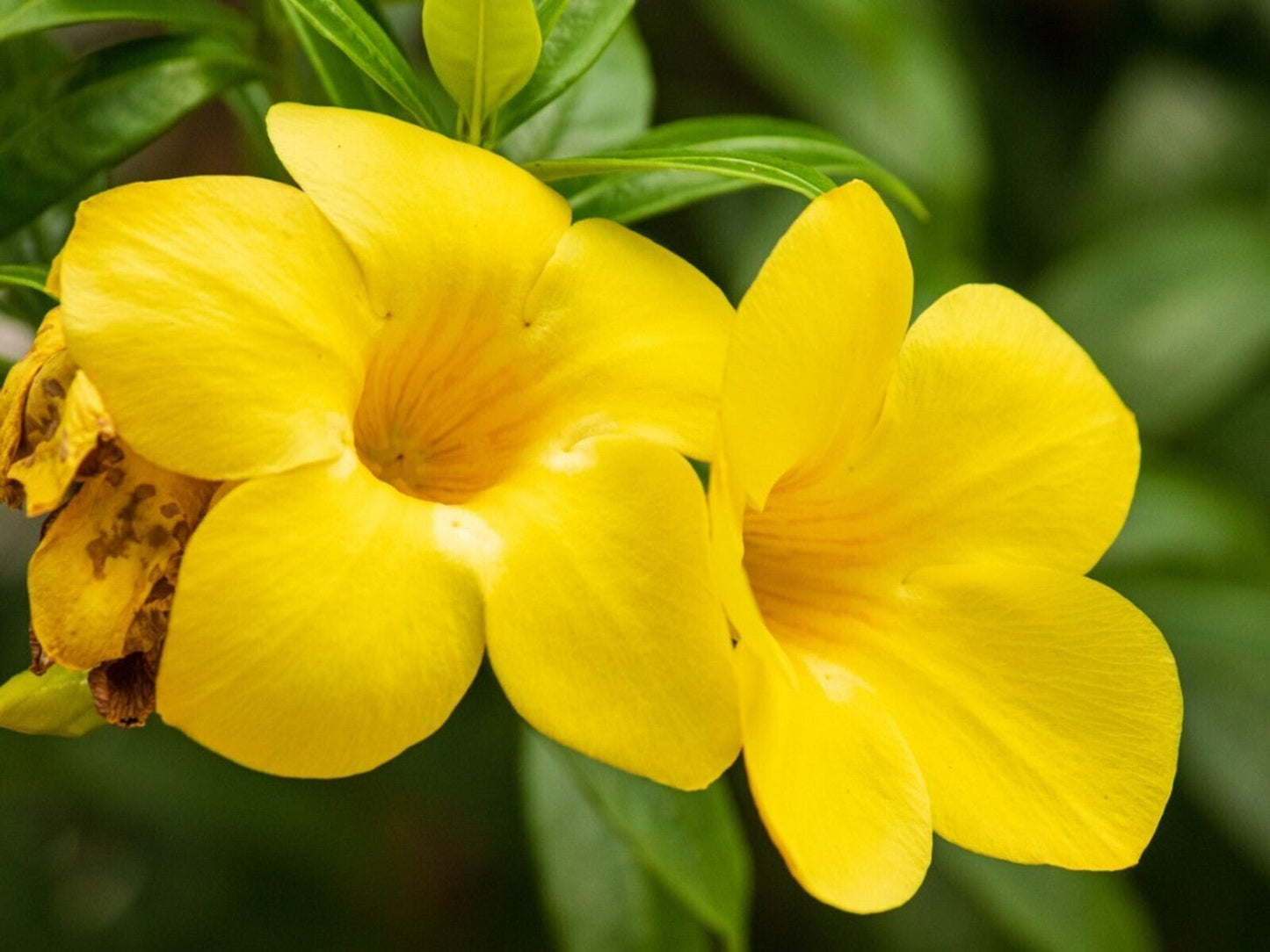 Seeds Allamanda Flower Plant - My Fashion Sell