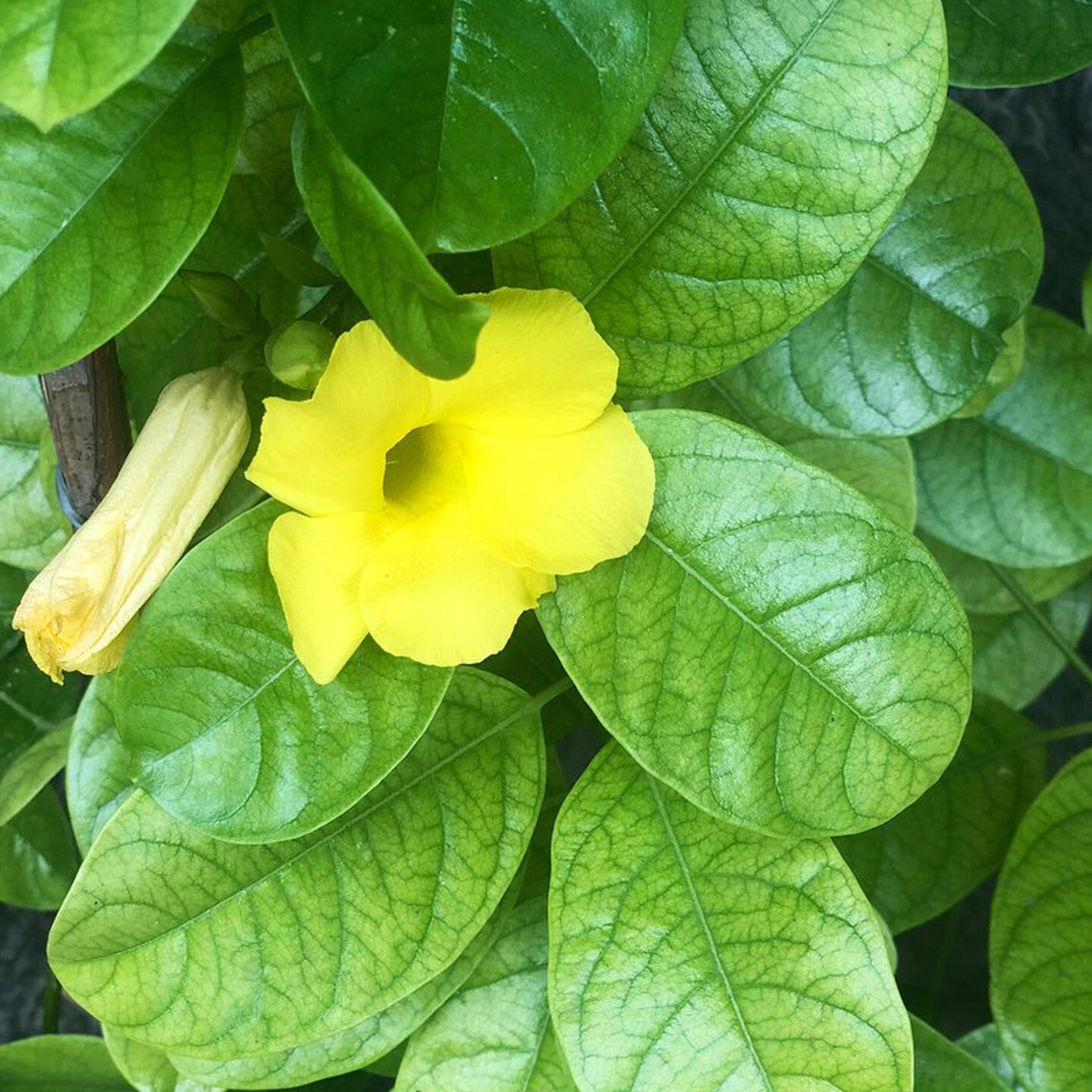 Seeds Allamanda Vines Live Flower Plant with Pot (Pack of 1) - My Fashion Sell