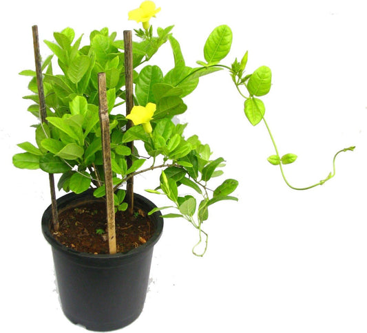 Seeds Allamanda Vines Live Flower Plant with Pot (Pack of 1) - My Fashion Sell