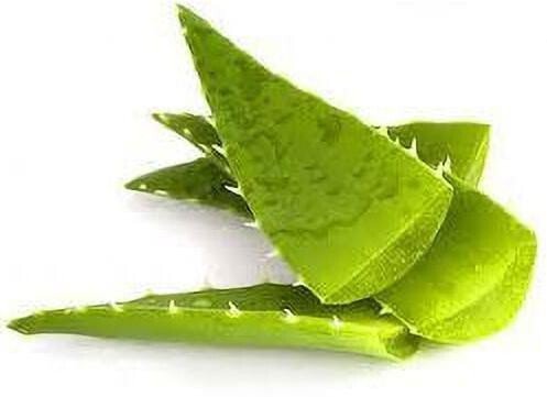 Seeds Aloevera Plant Leaves - My Fashion Sell
