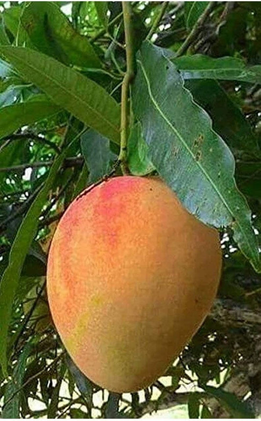 Seeds Alphonso Mango / Ratnagiri Mango Plant - My Fashion Sell