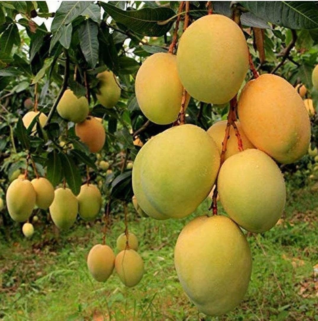 Seeds Alphonso Mango / Ratnagiri Mango Plant - My Fashion Sell