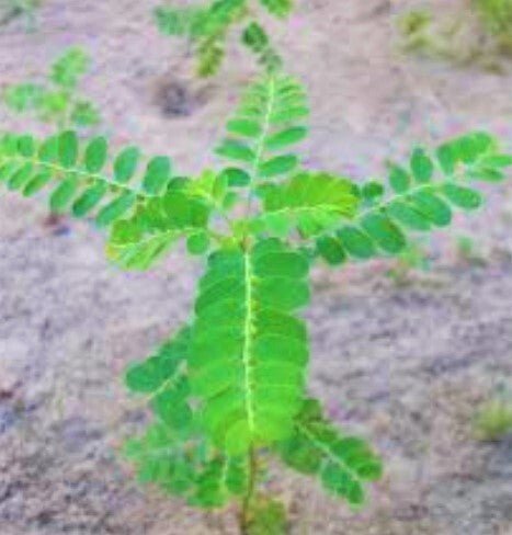 Seeds Amla Plant - My Fashion Sell