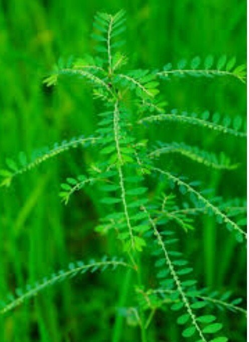 Seeds Amla Plant - My Fashion Sell