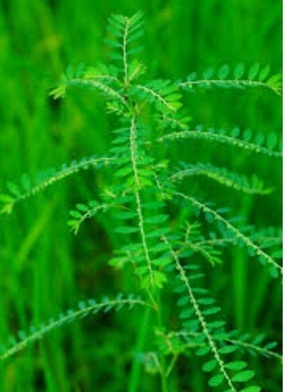 Seeds Amla Plant - My Fashion Sell