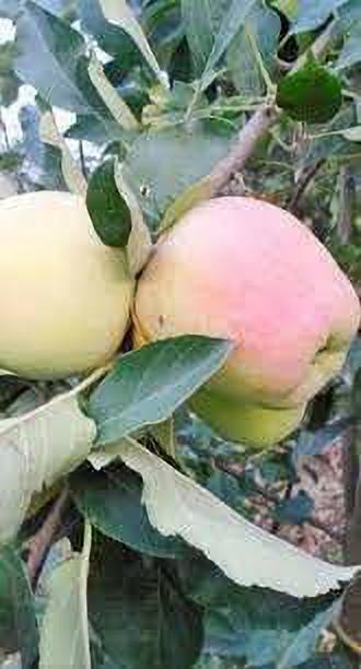 Seeds Apple Plant - My Fashion Sell