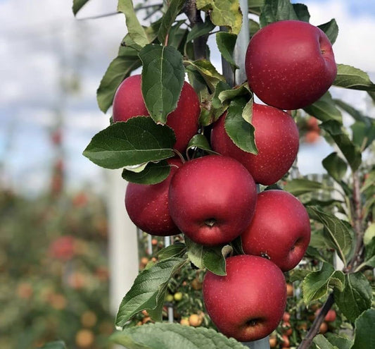 Seeds Apple Plant - My Fashion Sell