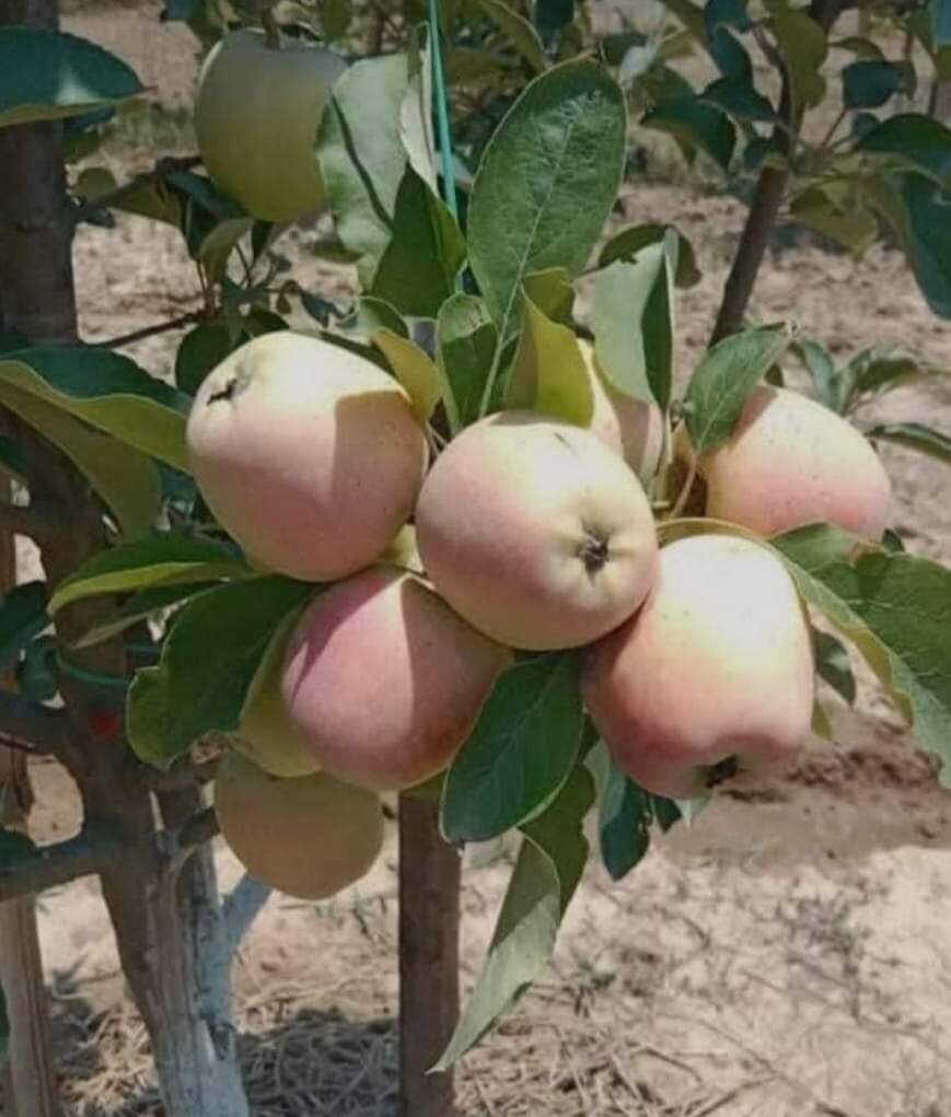 Seeds Apple Plant - My Fashion Sell