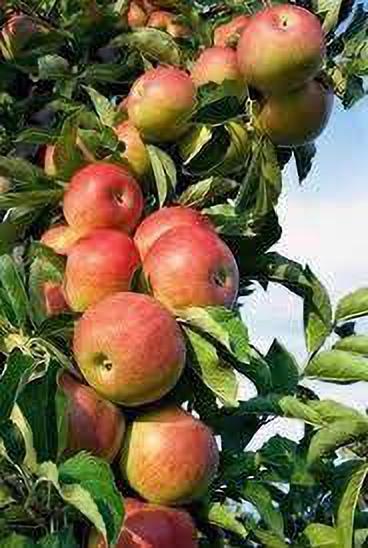 Seeds Apple Plant - My Fashion Sell