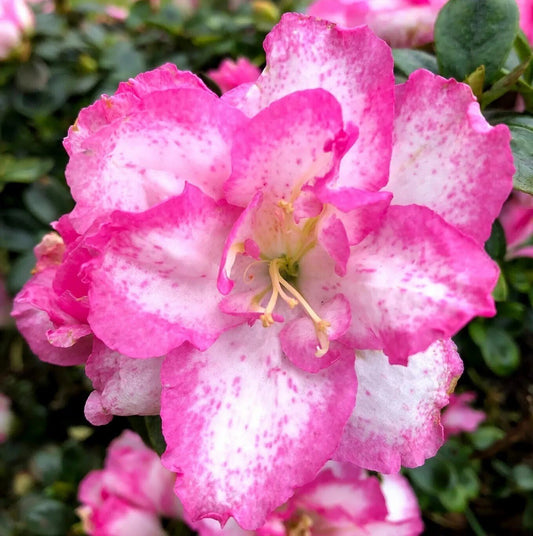 Seeds Azelia Flower Plant - My Fashion Sell