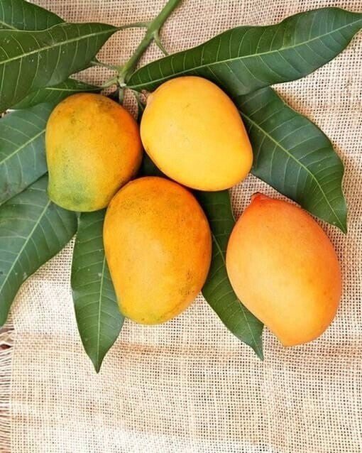 Seeds Badami Mango Plants Hybrid and Dwarf Variant - My Fashion Sell