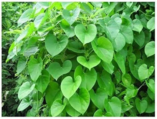 Seeds Beautiful Giloy/Heart - Leaf Live Plant with Pot Pack of 1 - My Fashion Sell