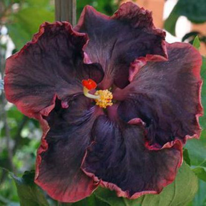 Seeds Black Joba/Hibiscus - My Fashion Sell