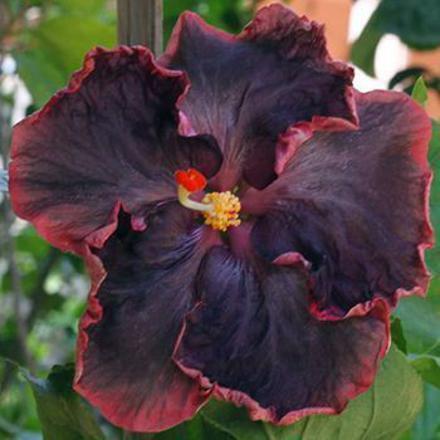 Seeds Black Joba/Hibiscus - My Fashion Sell