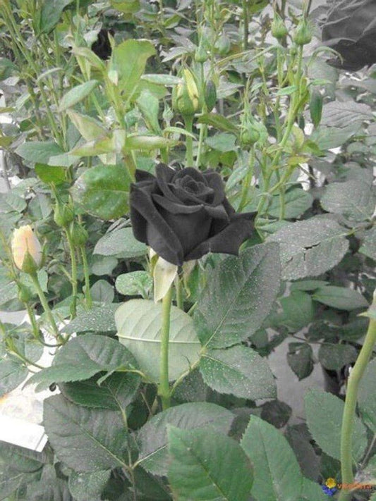 Seeds Black Rose Flower - My Fashion Sell