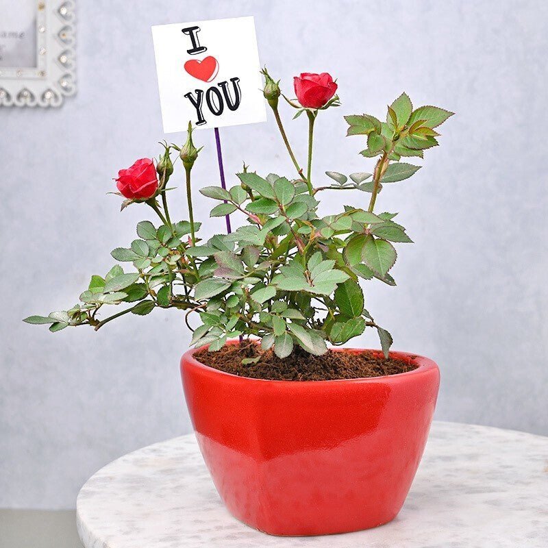Seeds Blooming Red Rose Live Indoor Plant Gift'S for Valentine'S Day - My Fashion Sell