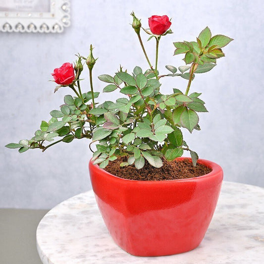 Seeds Blooming Red Rose Live Indoor Plant Gift'S for Valentine'S Day - My Fashion Sell