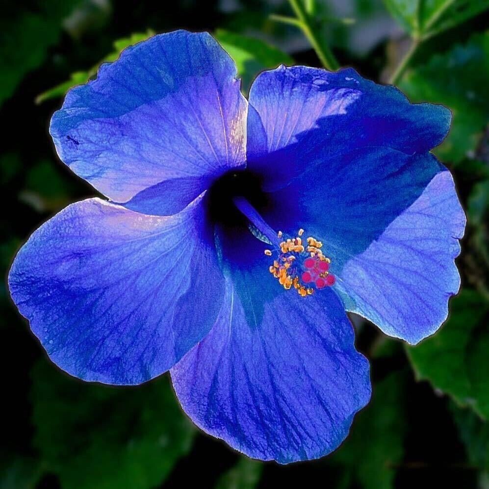 Seeds Blue Hibiscus - My Fashion Sell