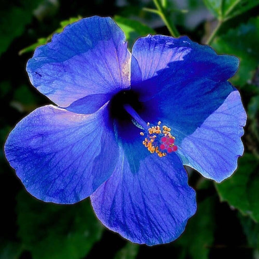 Seeds Blue Hibiscus - My Fashion Sell