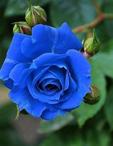 Seeds Blue Rose Plant - My Fashion Sell