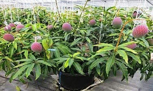 Seeds Bonsai Suitable Green Mango Tree Grafted All Season Delicious Mango Fruit Tree - My Fashion Sell