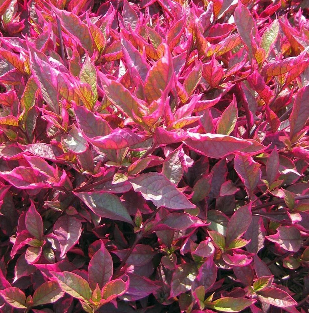 Seeds Brazilian Red Hots Alternanthera Plant - My Fashion Sell