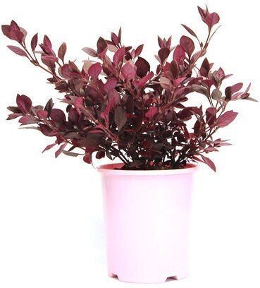 Seeds Brazilian Red Hots Alternanthera Plant - My Fashion Sell
