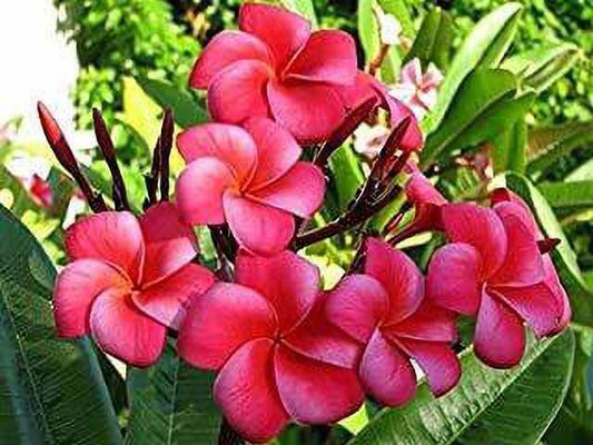 Seeds Champa Flower - My Fashion Sell