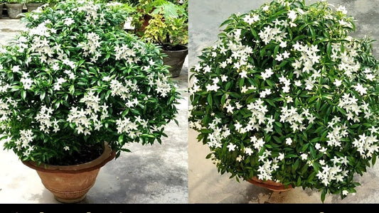 Seeds Chandni Flower Plant - My Fashion Sell