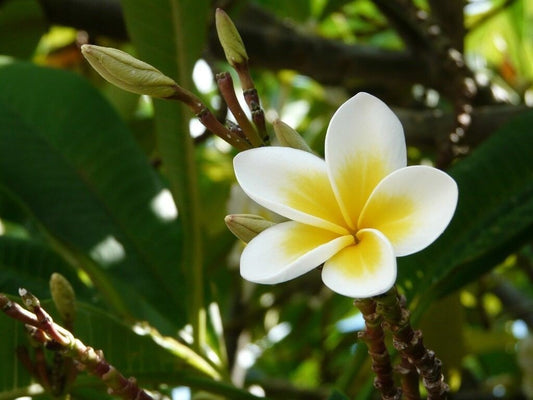 Seeds Chapa Phool/ Plumeria (White) - My Fashion Sell