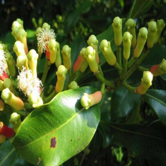 Seeds Climbing Clove Plant - My Fashion Sell