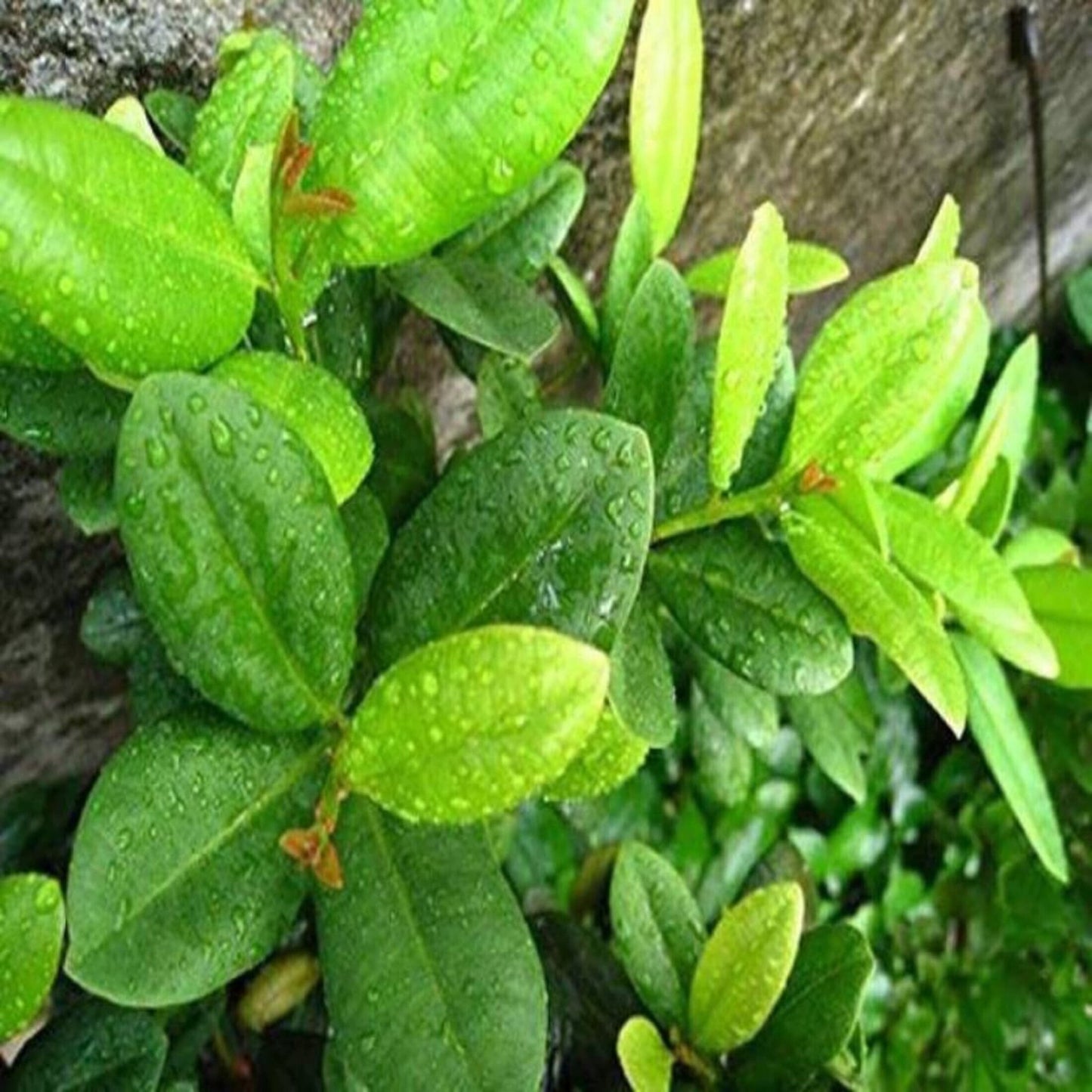Seeds Climbing Clove Plant - My Fashion Sell