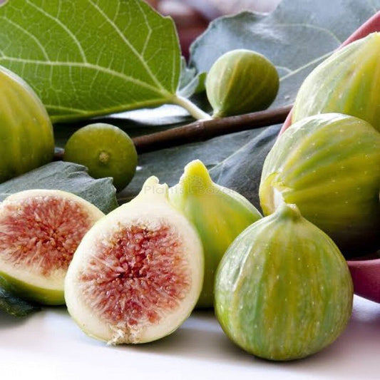 Seeds Cluster Fig Plant - My Fashion Sell