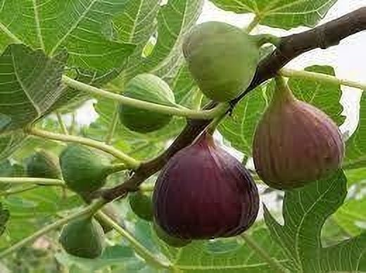 Seeds Cluster Fig Plant - My Fashion Sell