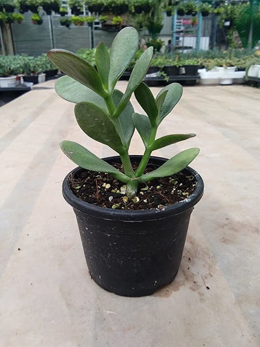 Seeds Crassula Plant - My Fashion Sell