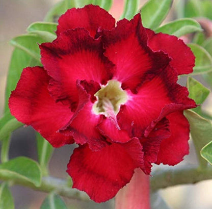 Seeds Creative Farmer Live Plant Bonsai - My Fashion Sell