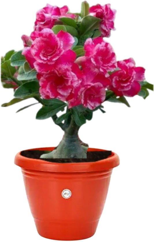 Seeds Creative Farmer Live Plant Bonsai - My Fashion Sell