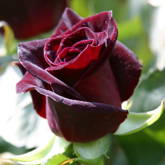 Seeds Dark Red Rose Plant Rosa Multiflora Perennial Fragrant - My Fashion Sell