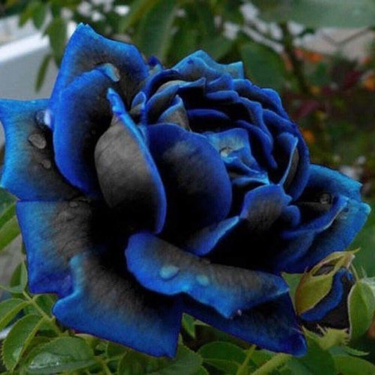 Seeds Desert Bule Rose Plant - My Fashion Sell