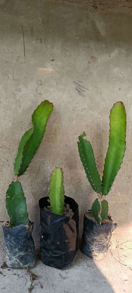 Seeds Dragon Fruit Plant (Hybrid Pack of 3) - My Fashion Sell