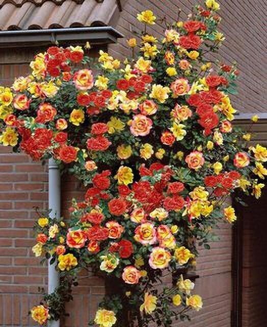 Seeds Flower Plant - My Fashion Sell