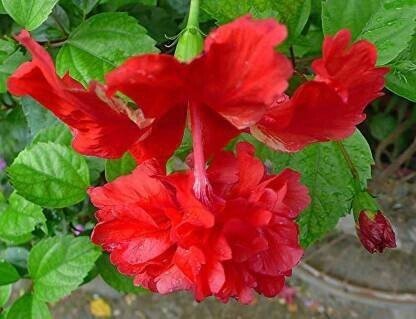 Seeds Flower Plant - My Fashion Sell