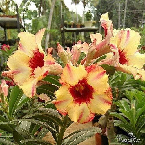 Seeds Flower Plant - My Fashion Sell